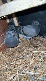 2 jonge duifjes te koop, Postduif, Geslacht onbekend