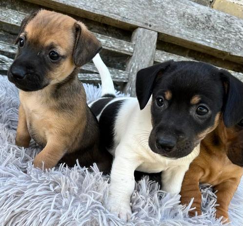 Nog twee lieve leuke Jack Russel pups bruin en driekleur!, Dieren en Toebehoren, Honden | Jack Russells en Terriërs, Meerdere dieren