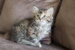 Britse Lang/korthaar kittens met stamboom, mogen verhuizen, Dieren en Toebehoren, Katten en Kittens | Raskatten | Langhaar, Meerdere dieren