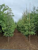 Larix decidua bomen in maten, Ophalen of Verzenden, Volle zon, Overige soorten