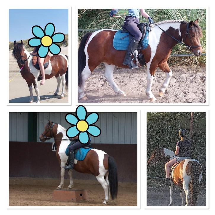 Leuke c verzorgpony pony zoekt ruiter sprang-Capelle, Dieren en Toebehoren, Paarden en Pony's | Overige Paardenspullen, Dressuur