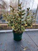 Elaeagnus ebbingei 'Viveleg' 🌿 bonte olijfwilg🌿 haagplant, Ophalen, Overige soorten