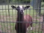 prachtige zwartbles dekram stamboek NZS zwoegervrij, ARR/ARR, Dieren en Toebehoren, Schapen, Geiten en Varkens, Mannelijk, Schaap