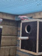 Te koop 2 turqusine en 2 bourks, Dieren en Toebehoren, Vogels | Duiven, Meerdere dieren, Overige soorten