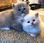 Ragdoll kittens met stamboom en getest, zeldzame kleuren, Meerdere dieren, Gechipt, 0 tot 2 jaar