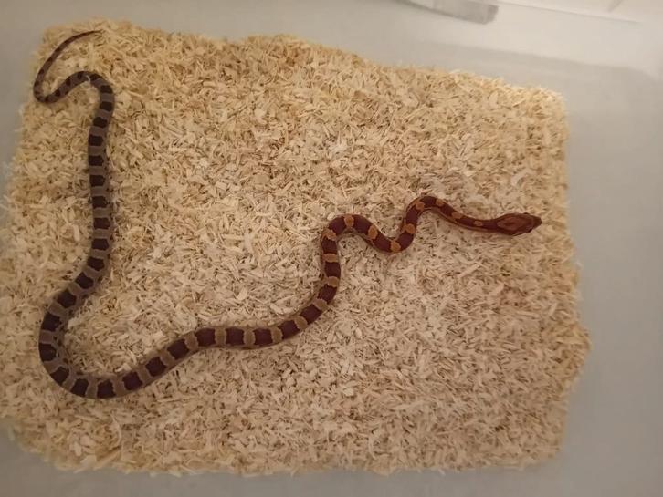 Pantherophis guttatus nk.25