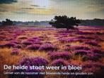 kom genieten  van de mooie natuur op de Veluwe, Vakantie, Vakantiehuizen | Nederland, In bos, 2 slaapkamers, Gelderland en Veluwe