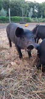 Husumer X Berkshire biggetjes te koop (nog 4 geltjes!), Dieren en Toebehoren, Meerdere dieren, Varken
