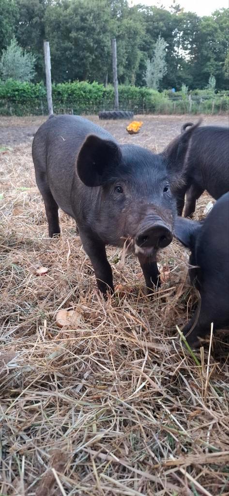 Husumer X Berkshire biggetjes te koop (nog 3 geltjes!), Dieren en Toebehoren, Schapen, Geiten en Varkens, Varken, Meerdere dieren
