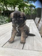 Puppy, Reu, 8 tot 15 weken, Eén hond, Middel
