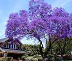 Jacaranda zaailingen uit Portugal., Ophalen of Verzenden, Volle zon, Overige soorten