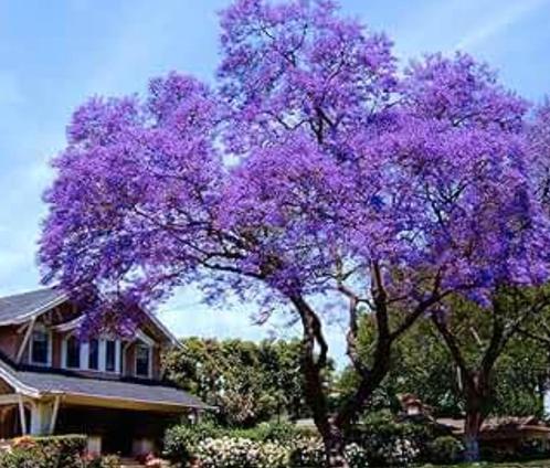Jacaranda zaailingen uit Portugal., Tuin en Terras, Planten | Bomen, Overige soorten, Volle zon, Ophalen of Verzenden