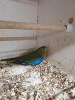 Roodbuik turquoisine, Dieren en Toebehoren, Mannelijk, Parkiet