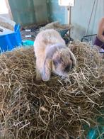 3 rammetje hang oorkonijntjes, Dieren en Toebehoren, Konijnen, Mannelijk