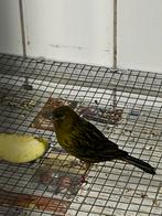 koppels zwart kobalt geel kanaries, Dieren en Toebehoren, Meerdere dieren, Kleurkanarie