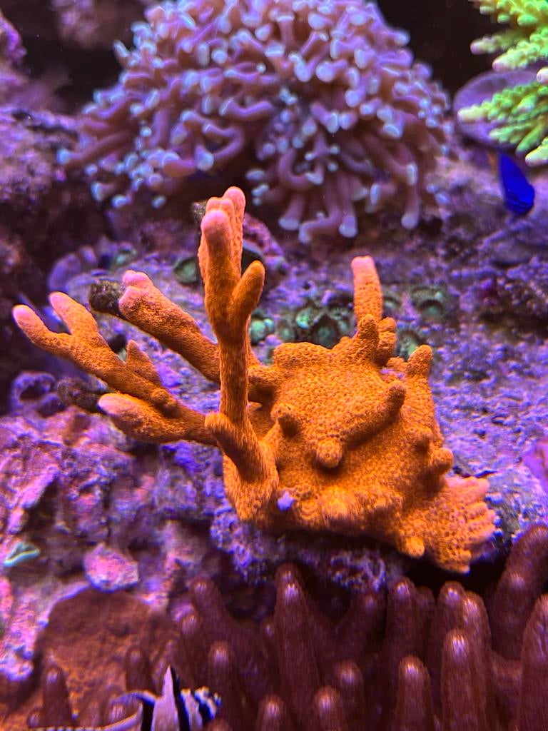 Montipora Digitata Rood takvorm stekjes, Dieren en Toebehoren, Ophalen, Nieuw, Grind, Zand of Voedingsbodem