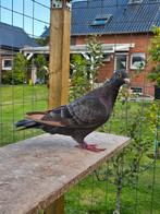 Ember postduiven duiven, Dieren en Toebehoren, Vogels | Duiven, Mannelijk, Postduif