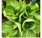 Paksoi Pak choy moestuinplantjes groente planten, Tuin en Terras, Planten | Tuinplanten, Ophalen, Volle zon, Groenteplanten, Eenjarig