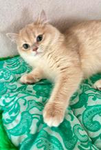 Kittens brits golden chinchilla’s, Dieren en Toebehoren, Katten en Kittens | Raskatten | Langhaar, Meerdere dieren, Gechipt, 0 tot 2 jaar