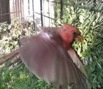 1-1 rode kardinaal 2025 onverwant, Dieren en Toebehoren, Meerdere dieren, Tropenvogel, Geringd