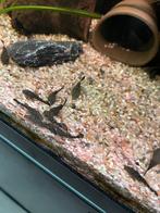 Jonge Ancistrussen Borstelneusjes, Dieren en Toebehoren, Vis