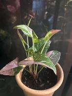 Syngonium Red Spot Tricolor Stek te Koop!, Huis en Inrichting, Kamerplanten, Ophalen of Verzenden