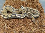 Python Regius Fire YB/Asphalt 0.1 nk 22, Slang
