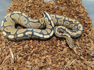 Python Regius Fire YB/Asphalt 0.1 nk 22 beschikbaar voor biedingen
