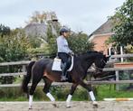 Dalucy – Elite merrie (v. Metall x DonPrimaire), Dieren en Toebehoren, Paarden, Merrie, Dressuurpaard
