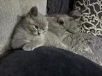 Britse kortshaar kittens, Dieren en Toebehoren, Katten en Kittens | Overige Katten, Kortharig