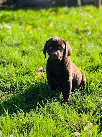 Belgische Labrador pupjes te koop  beschikbaar voor biedingen