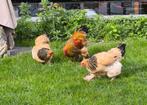 Brahma buff colombia kuikens, Dieren en Toebehoren, Pluimvee, Geslacht onbekend, Kip