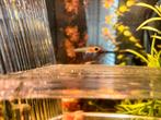 Guppen, ongeveer 4 weken oud, Dieren en Toebehoren, Vissen | Aquariumvissen, Vis