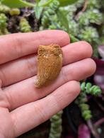 Carcharodontosaurus kem kem Marokko fossiel dinosaurus dino, Verzamelen, Mineralen en Fossielen, Ophalen of Verzenden, Fossiel