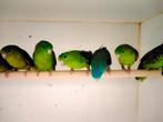 Catharina parkieten mannen en poppen., Meerdere dieren, Parkiet, Geringd