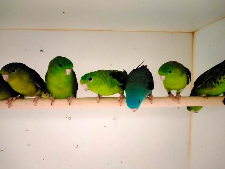 Catharina parkieten mannen en poppen., Dieren en Toebehoren, Vogels | Parkieten en Papegaaien, Parkiet, Meerdere dieren, Geringd