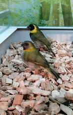 Cubavinken  2 mannen., Meerdere dieren