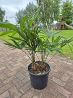 Palm, Trachycarpus fortunei, winterhard, Ophalen of Verzenden
