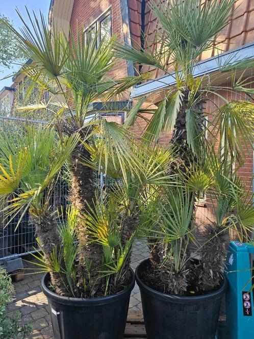 Grote (en kleine) palmbomen - winterhard - ook multistam, Tuin en Terras, Planten | Bomen, Overige soorten, 250 tot 400 cm, Volle zon