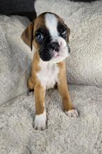 100% RASZUIVERE BOXER PUPS., Overige rassen, 8 tot 15 weken, Meerdere, Meerdere dieren