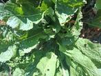 Mierikswortel biologisch vaste plant, Ophalen, Minder dan 100 cm, Overige soorten, Zomer