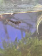 Garnalen wildkleur, Dieren en Toebehoren, Vissen | Aquariumvissen, Kreeft, Krab of Garnaal