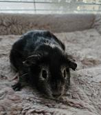 Vrouwelijke fox cavia., Dieren en Toebehoren, Knaagdieren, Cavia, Vrouwelijk, Tam, Oktober