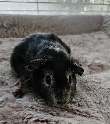 Vrouwelijke fox cavia. beschikbaar voor biedingen