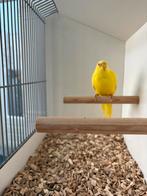 Elegant - Lutino pop, Dieren en Toebehoren, Vogels | Parkieten en Papegaaien, Vrouwelijk, Parkiet, Geringd