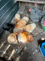Te koop kippen, Dieren en Toebehoren, Pluimvee