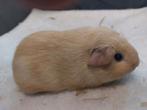 Jonge cavia crème effen zeug, Dieren en Toebehoren, Cavia, Juli, Vrouwelijk, Tam