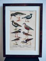 Litho Floericke Scholekster Plevier Steenloper 1922, Ophalen of Verzenden