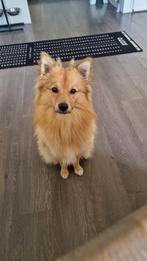 Middenslag Keeshond Ted – 1 jaar oud Reu, Dieren en Toebehoren, Reu, 1 tot 2 jaar, Eén hond, Nederland