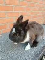 Lief vrouwtjes konijn, Dieren en Toebehoren, Vrouwelijk, Middelgroot